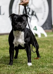 ACT & Districts Staffordshire Bull Terrier Club Show - 2024