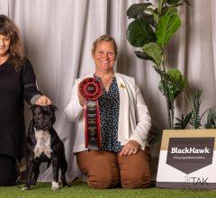 Staffordshire Bull Terrier Club of QLD Inc. Show - 2023