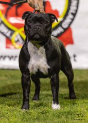 Staffordshire Bull Terrier Club of QLD Inc. Show - 2023