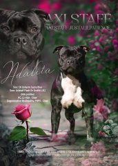 Adalita's Advert