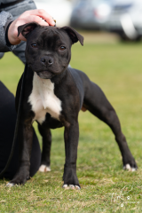 2nd Baby Puppy Bitch - West of the Divide Staffordshire Bull Terrier Club Sunday 23.06.19