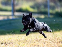 SprintDog™️ Tryout - June 2025