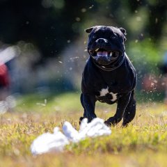 SprintDog™️ Tryout - June 2025