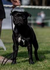 ACT & Districts Staffordshire Bull Terrier Club Show - 2024