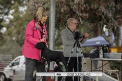 QLD Kennel Council - June 2024