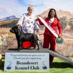 Beaudesert Kennel Club - Junior In Show - Judge: Y. Hemchandra (India)