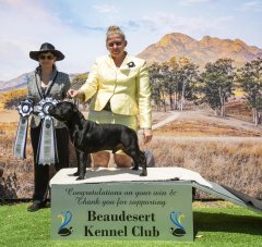 Beaudesert Kennel Club - Runner Up Best In Group - Judge: Tracy Austen (Sth Africa)