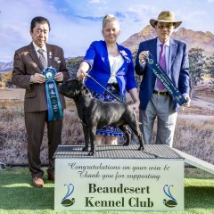 Beaudesert Kennel Club - Junior In Show | Junior In Group - Judge: Yu-Feng Zee & Satoshi Bessho