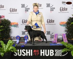 2025 EKKA Best of Breed x 2