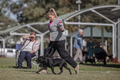 QLD Kennel Council - June 2024